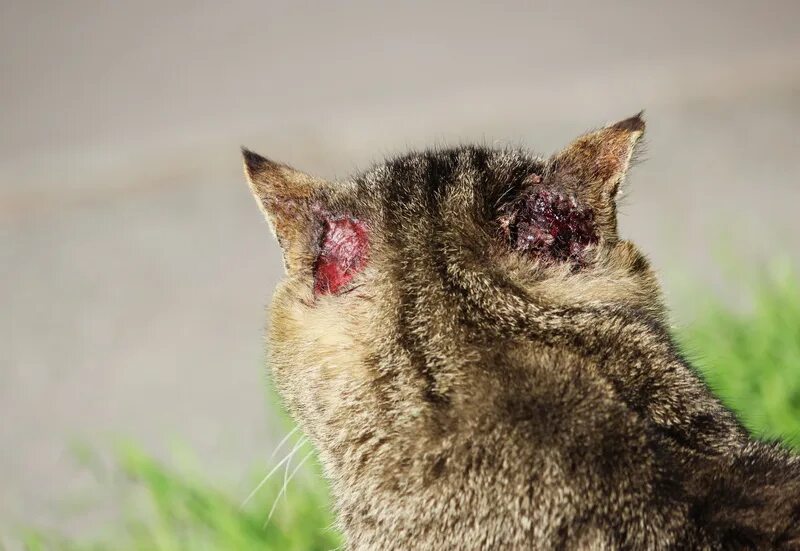 Подкожный клещ у кошек фото признаки Почему у котов могут гнить уши? Vetera