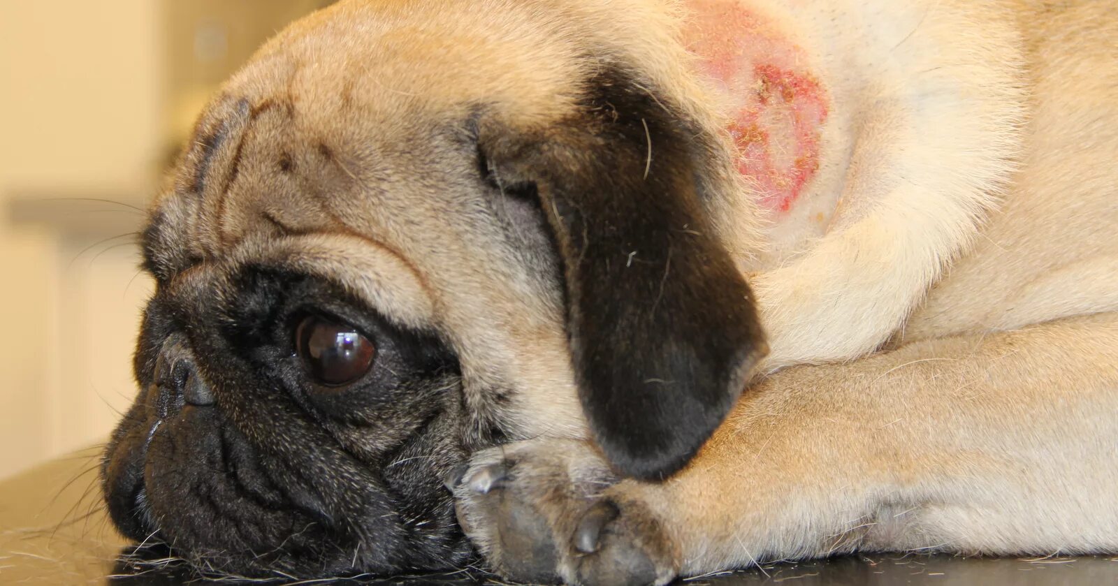 Подкожный клещ у мопса фото Bruce the pug suffers from a food allergy - Pete the Vet