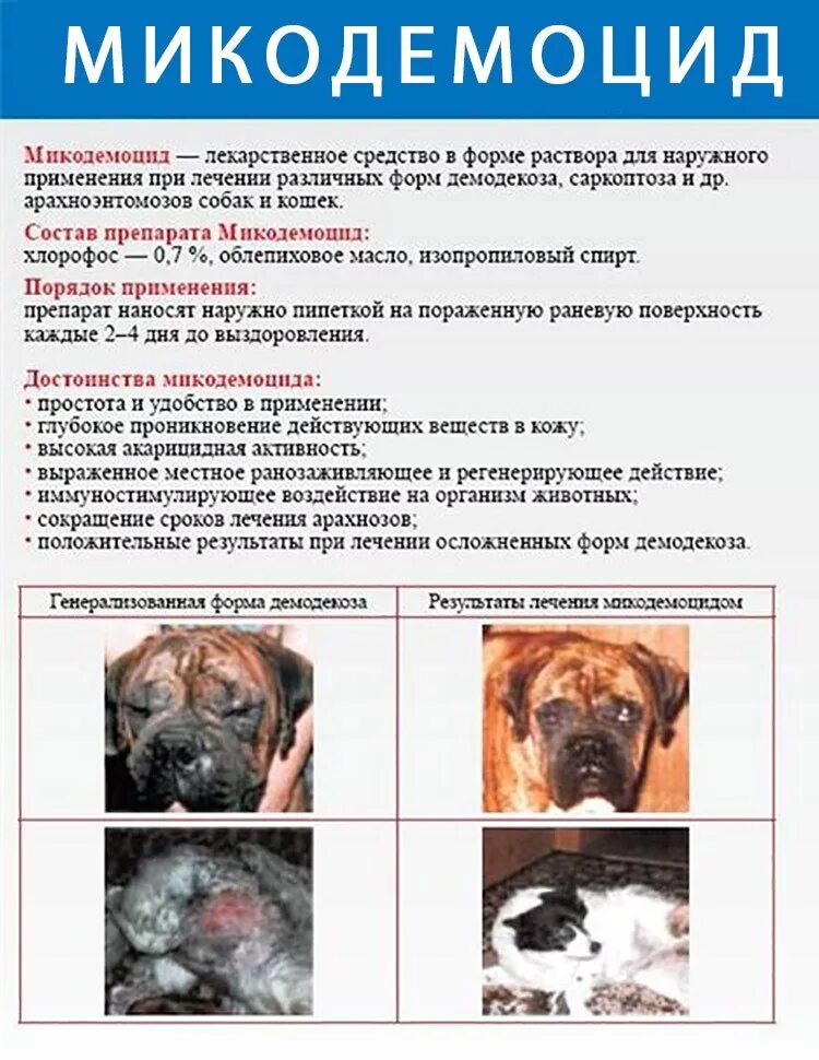 Подкожный клещ у мопса фото Подкожный клещ у собаки: симптомы и лечение, обзор препаратов