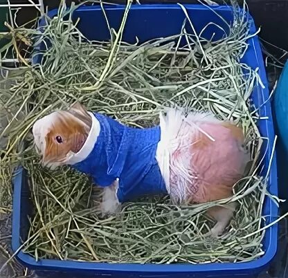 Подкожный клещ у морской свинки фото Mange In Guinea Pigs Home Treatment Online www.cifroclub.ru