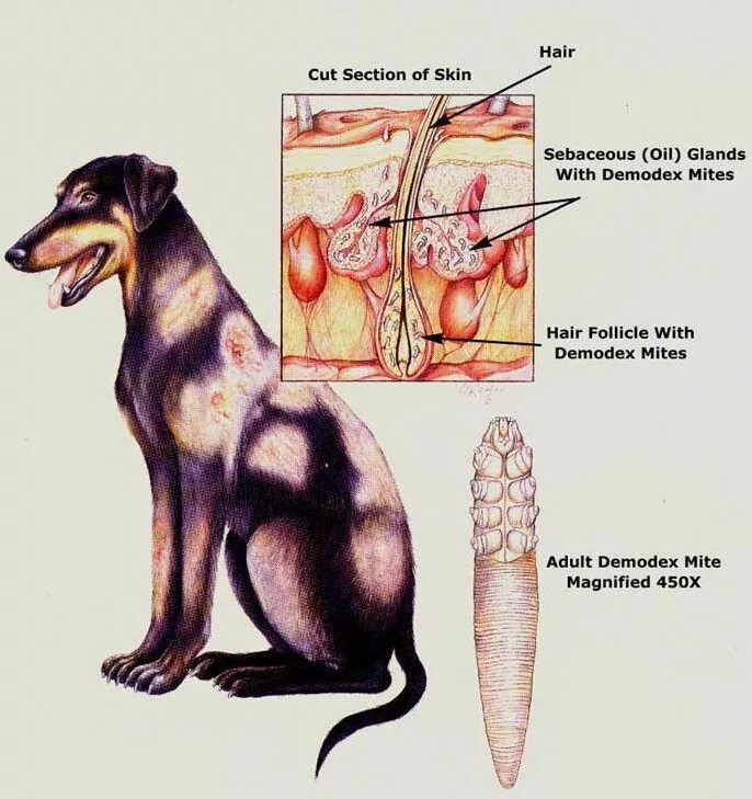 Подкожный клещ у собак фото и симптомы Лечение демодекоза у собак - Ветеринарная клиника Vetstate
