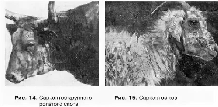 Подкожный клещ у свиней фото Патогенез