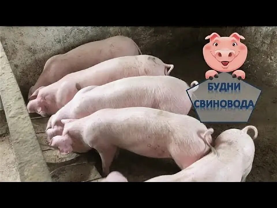 Подкожный клещ у свиней фото Чесотка// подкожный клещ// как лечить чесотку у свиней - YouTube Music