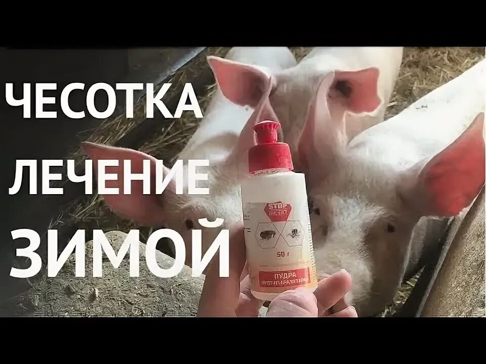 Подкожный клещ у свиней фото ЛЕЧИМ ЧЕСОТКУ У СВИНЕЙ ЗИМОЙ - YouTube