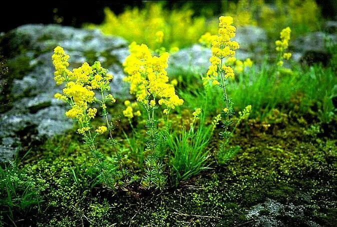 Подмаренник настоящий фото как выглядит Galium verum - Echtes Labkraut