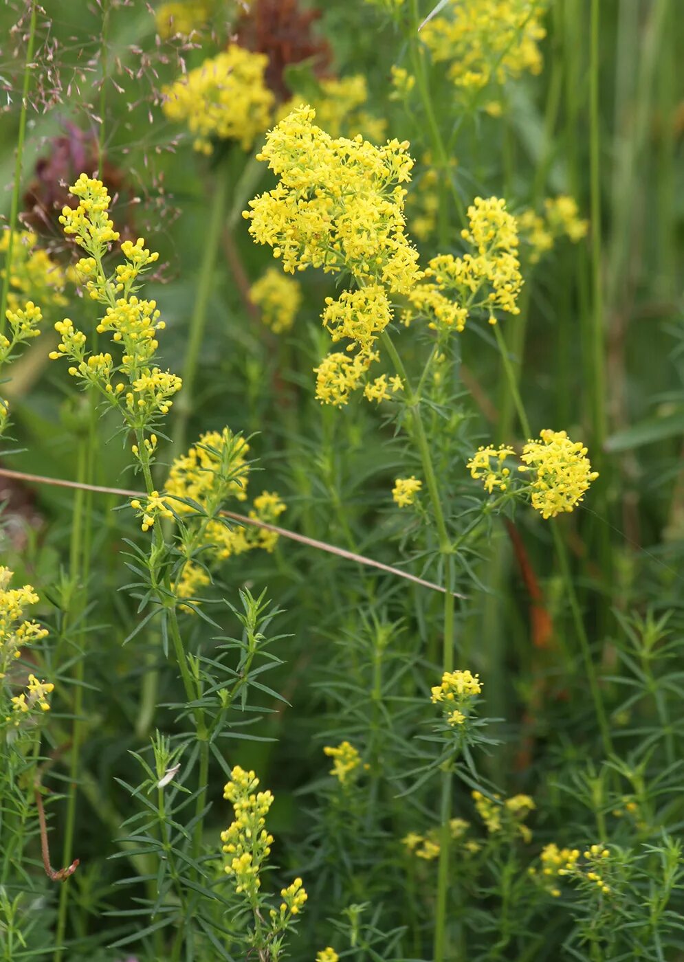 Подмаренник настоящий фото как выглядит Galium verum - Image of an specimen - Plantarium