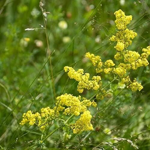 Подмаренник настоящий фото как выглядит Yellow Bedstraw Seeds - Grow Your Own Vibrant Yellow Flowers