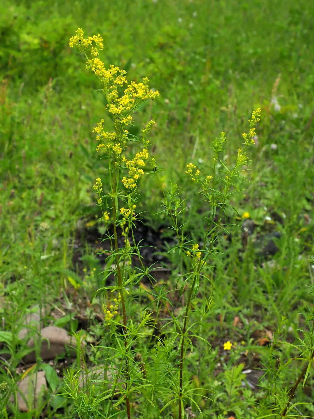 Подмаренник настоящий фото как выглядит Galium verum - Изображение особи - Плантариум