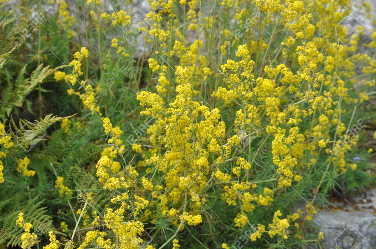 Подмаренник настоящий фото как выглядит Yellow Spring Подмаренник (подмаренник Настоящий L) Ака Леди Подмаренник Цветок 