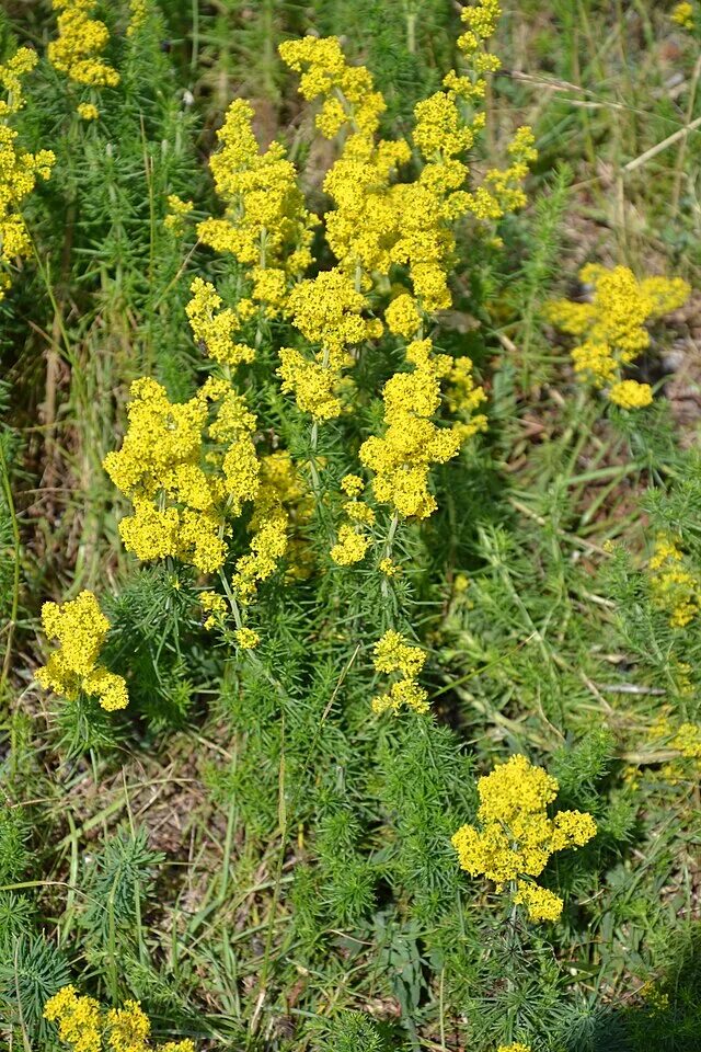 Подмаренник настоящий фото как выглядит List of Galium species - Wikipedia