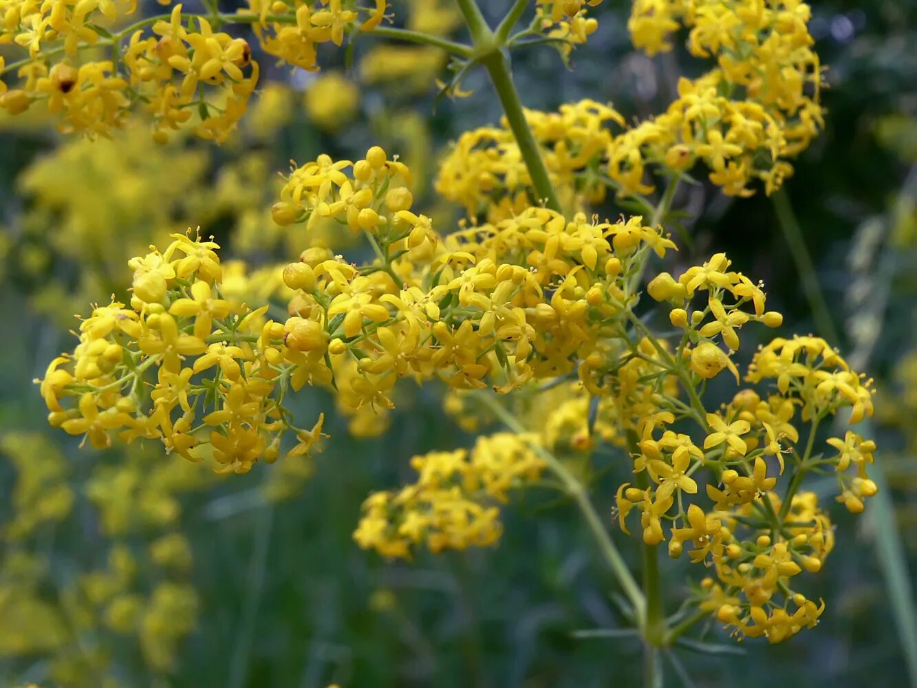 Подмаренник настоящий фото как выглядит Galium verum - Image of an specimen - Plantarium