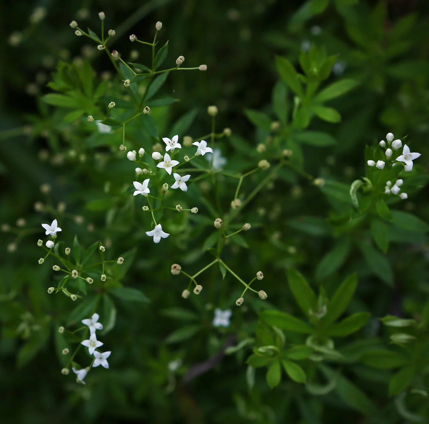 Подмаренник семена фото Galium rivale - Image of an specimen - Plantarium