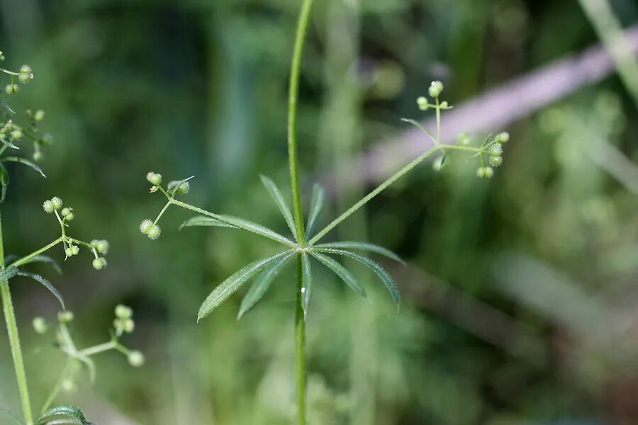 Подмаренник семена фото Galium aparine - Изображение особи - Плантариум