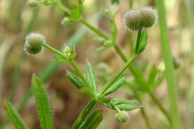 Подмаренник семена фото CalPhotos: Galium aparine; Bedstraw