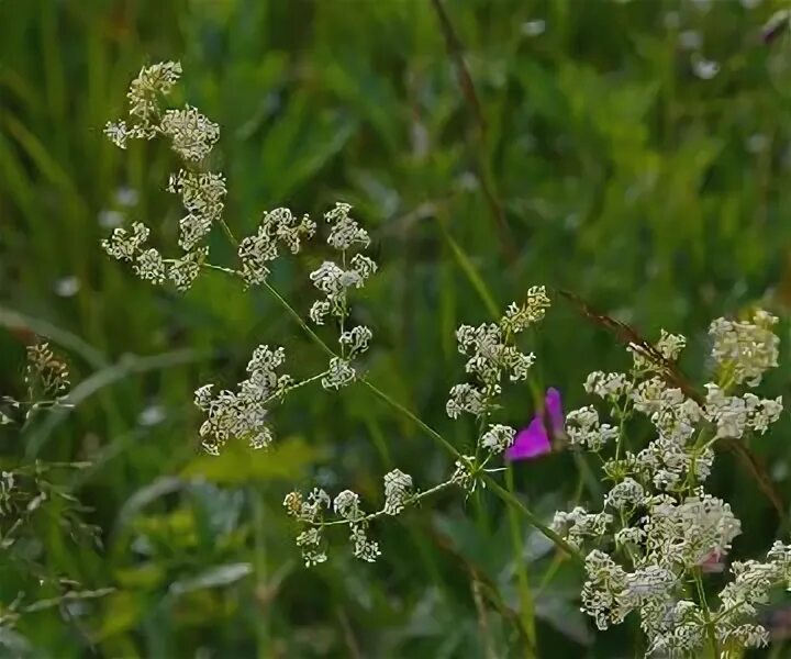 Подмаренник семена фото Подмаренник мягкий (Galium mollugo). Фото на сайте "Грибы: информация и фотограф