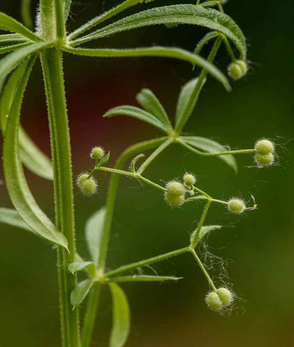 Подмаренник семена фото Galium vaillantii - Изображение особи - Плантариум