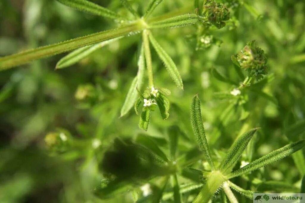 Подмаренник цепкий семена фото Подмаренник цепкий (Galium aparine) Дикий Юг - природа Юга России Дзен