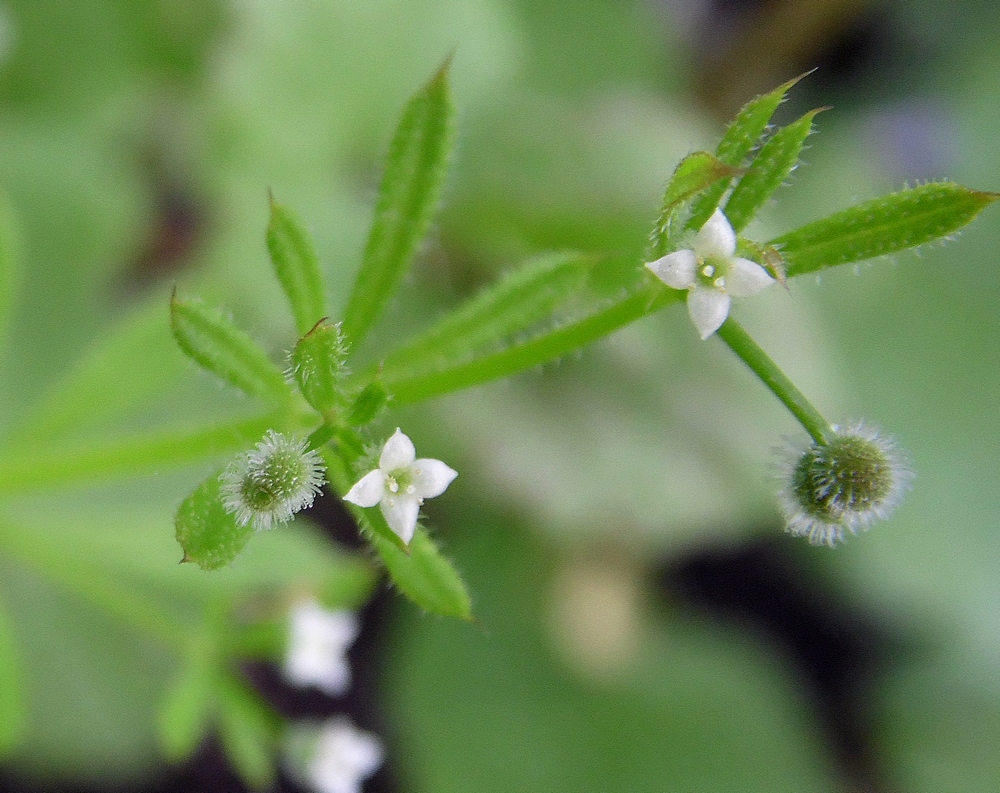 Подмаренник цепкий семена фото Galium aparine - Image of an specimen - Plantarium