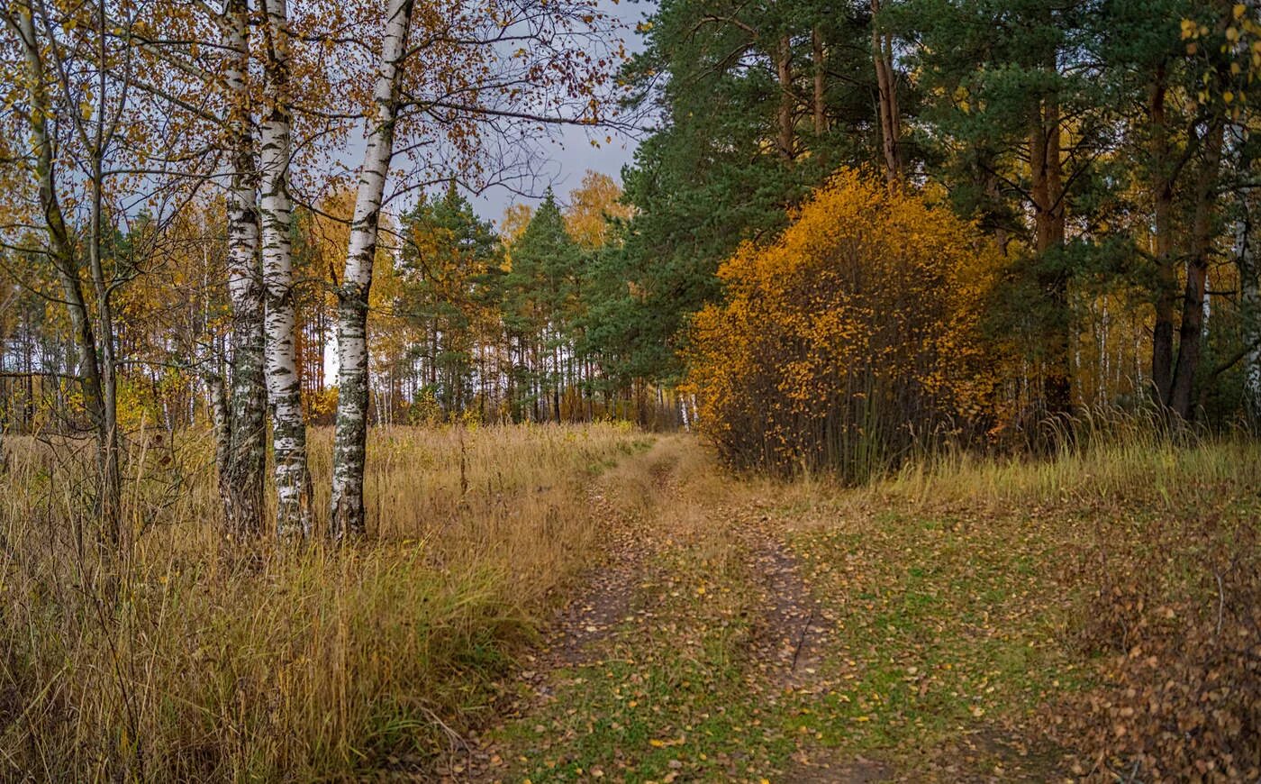 Подмосковная природа в сентябре фото Осень в Подмосковье / Осень в Подмосковье / Автор: Дворников Андрей