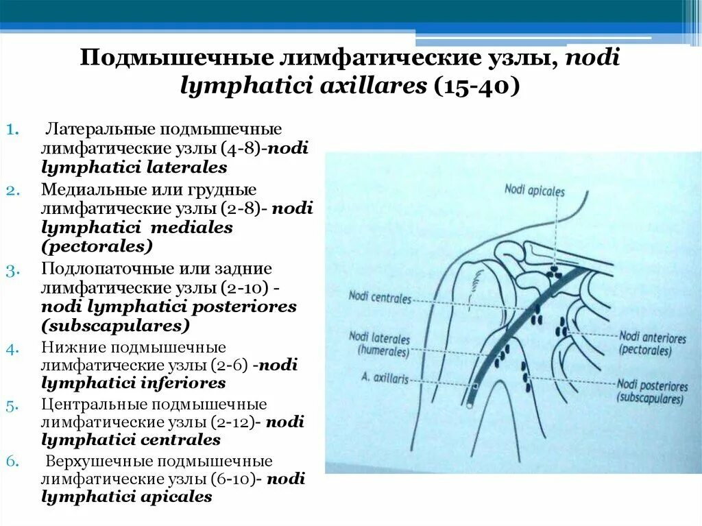 Подмышечные лимфоузлы расположение у женщин схема Изменения лимфоузлов (лимфоаденопатия) у детей - причины, особенности Мир мам: б