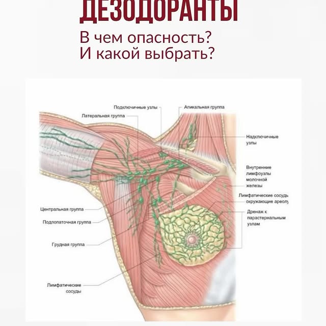 Подмышечные лимфоузлы расположение у женщин схема Подмышечные лимфоузлы расположение у женщин - найдено 82 фото