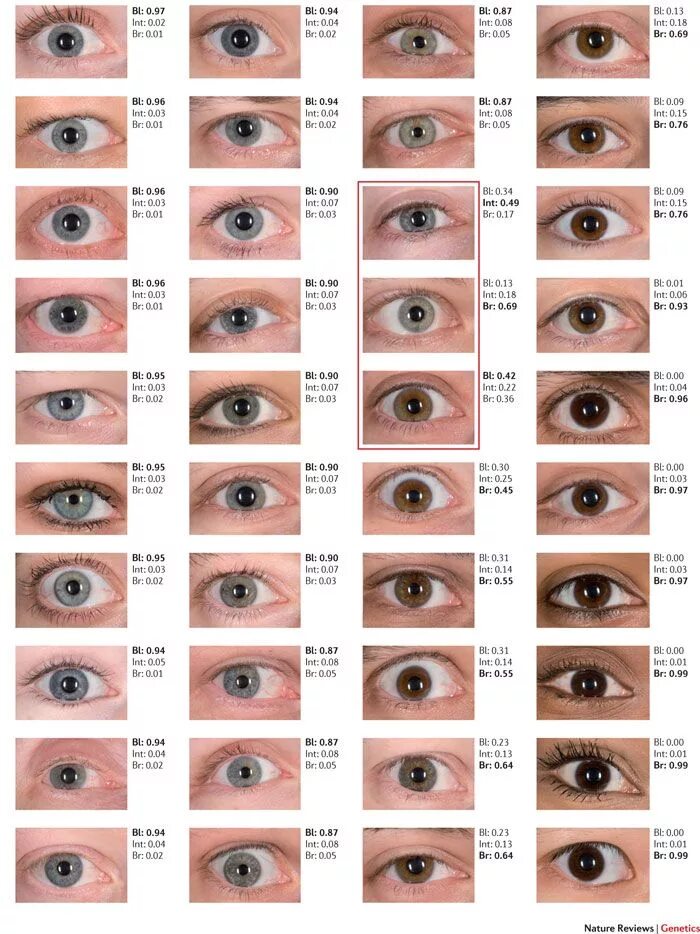 Подобрать цвет глаз онлайн по фото Eye Color Chart Eye color chart, Eye color facts, Blue eye color