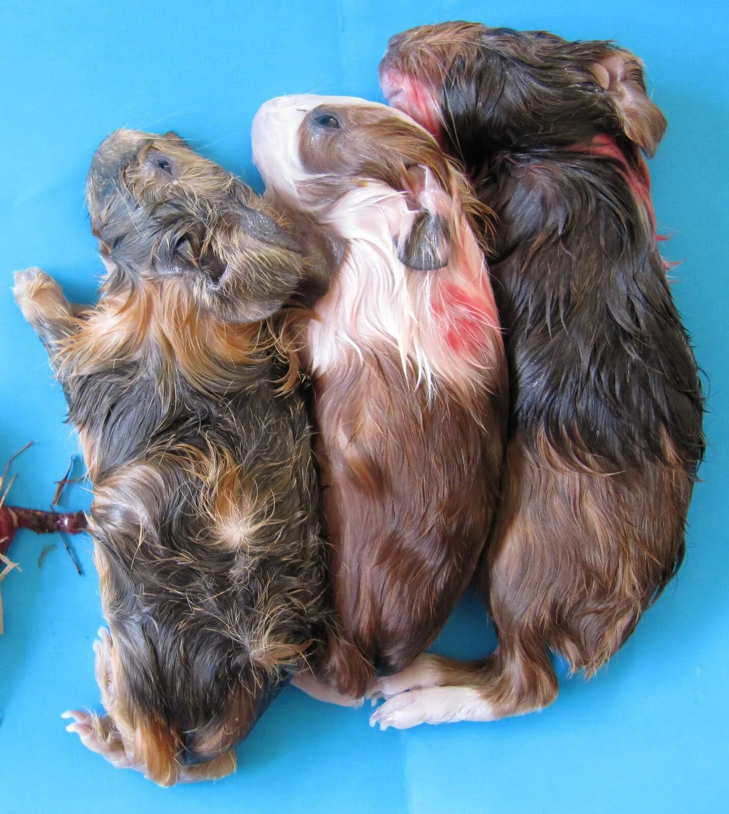 Пододерматит у морской свинки фото Ginger And White Guinea Pig Sale www.cifroclub.ru