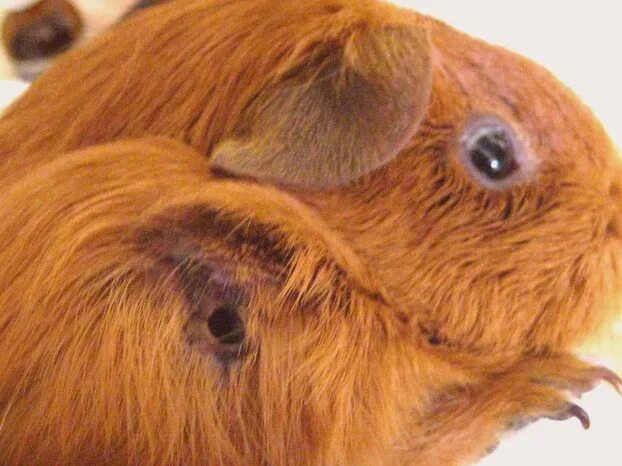 Пододерматит у морской свинки фото Help - My Guinea Pig Has An Abscess