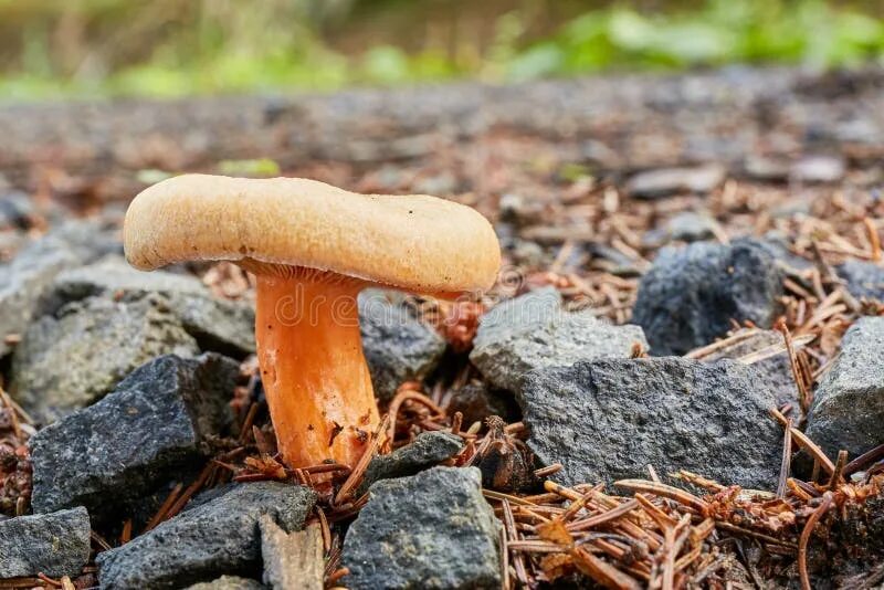 Подореховики грибы фото Lactarius Deliciosus in the Natural Environment. Stock Photo - Image of fungi, f