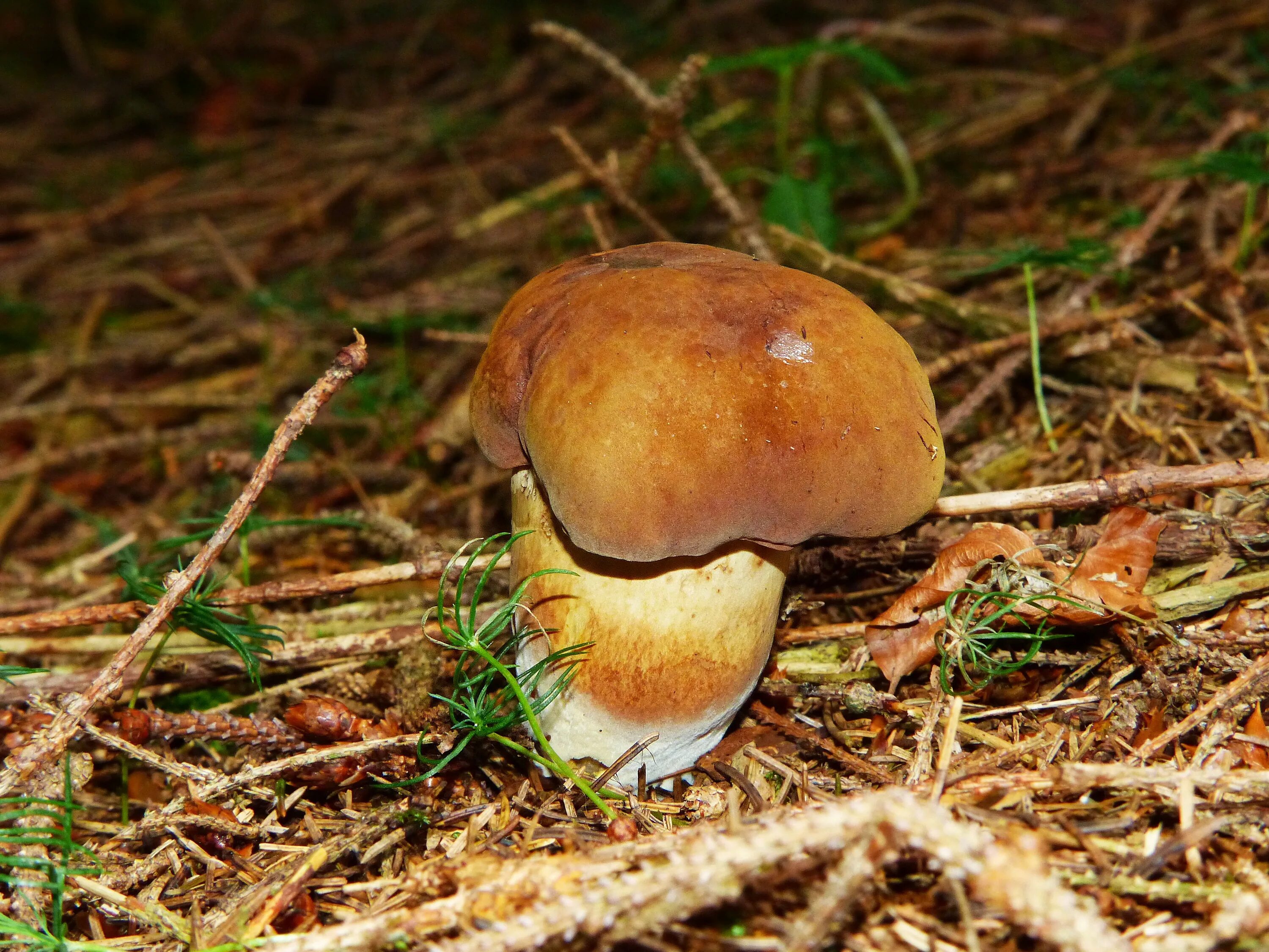 Подореховый гриб как выглядит Free Images : nature, moss, autumn, fauna, fungus, woodland, agaric, bolete, for