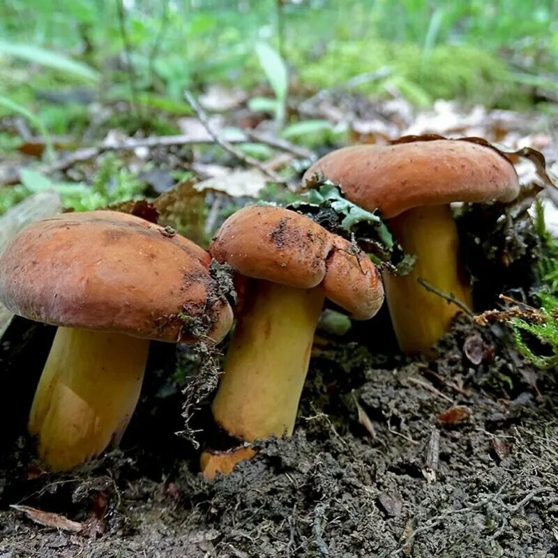 Weeping milk cap mushrooms stock image. Image of fungi - 69345825