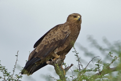 Подорлик птица фото Oiseaux rare du Doubs - iNaturalist Australia