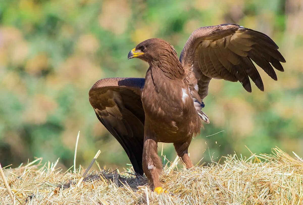 Подорлик птица фото File:Lesser spotted eagle 2016.jpg - Wikipedia