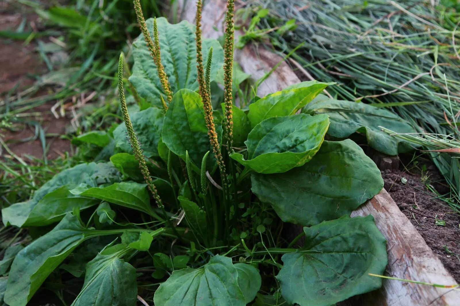 Подорожник декоративный фото Подорожник большой (лат. Plantágo májor)