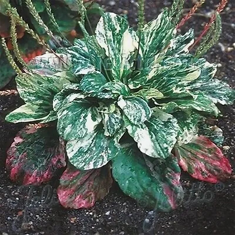 Подорожник декоративный фото Plantain- Variegated-(Plantago Major Variegata)- 25 Seeds- BOGO 50% off SALE eBa