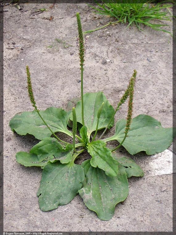 Подорожник декоративный фото Plantago major - Image of an specimen - Plantarium