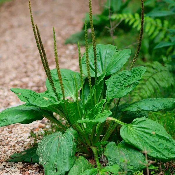 Подорожник московская ул 15 фото Подорожник большой (Plantago major) - Пестициды.by - средства защиты растений