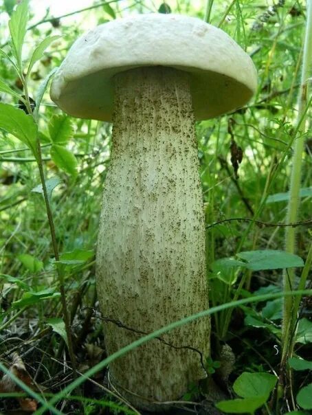 Подосиновик белый фото The white podosinovik is an edible fungus of the genus Leccinum from the family 