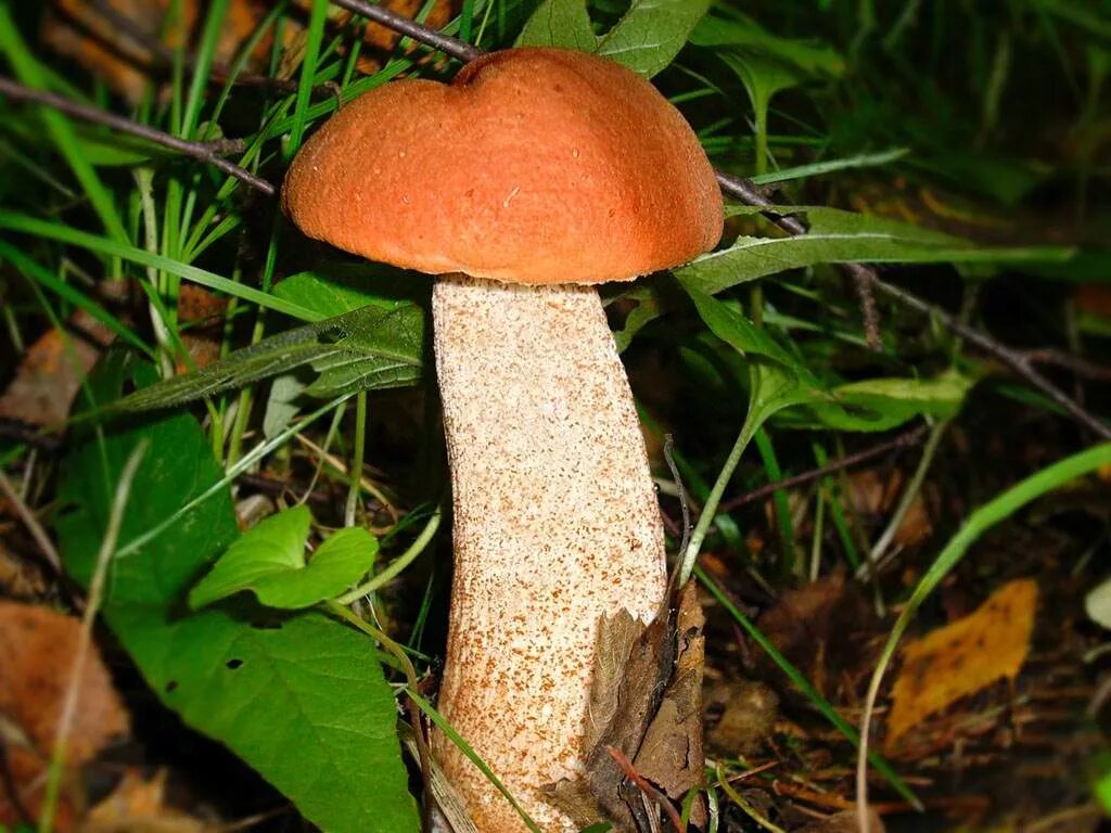 Подосиновик гриб фото Подосиновик красный (Leccinum aurantiacum). Фото на сайте "Грибы Калужской облас