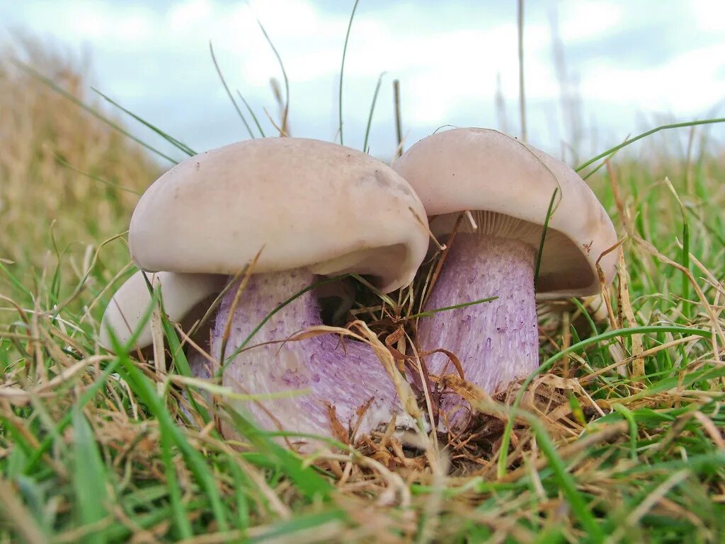 Подотавники грибы фото Lepista saeva (Field Blewit, Blue-leg)3002 synonyms: Blue-. Flickr