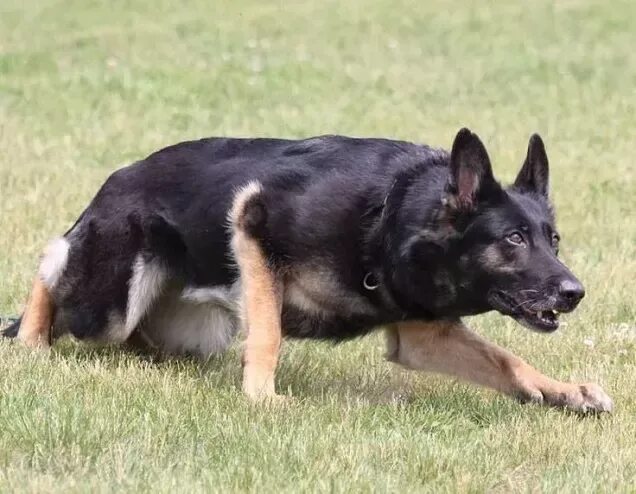 Подпалая немецкая овчарка фото Pin on German shepherd dogs