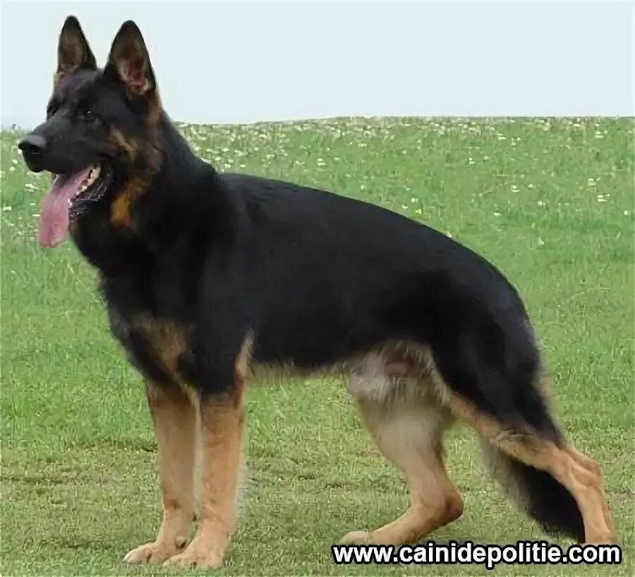 Подпалая немецкая овчарка фото Quanto Jipo-Me Black german shepherd dog, German sheperd dogs, Black german shep