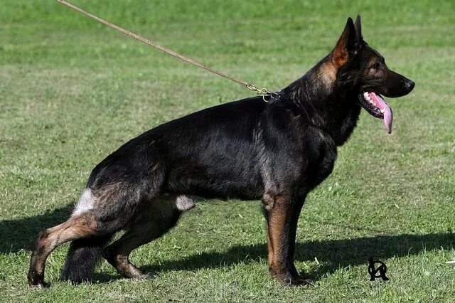 Подпалая немецкая овчарка фото Black Sable German Shepherd Dog Black sable german shepherd, German shepherd dog