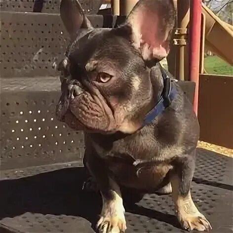 Подпалый французский бульдог фото 52 Color of Frenchie ideas in 2022 french bulldog, bulldog, rare dogs