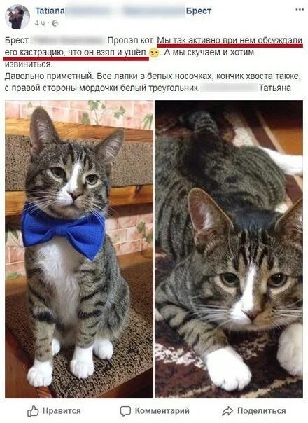 Подпись к фото где котенок кошмарит кота Кот, если ты это читаешь, не приходи