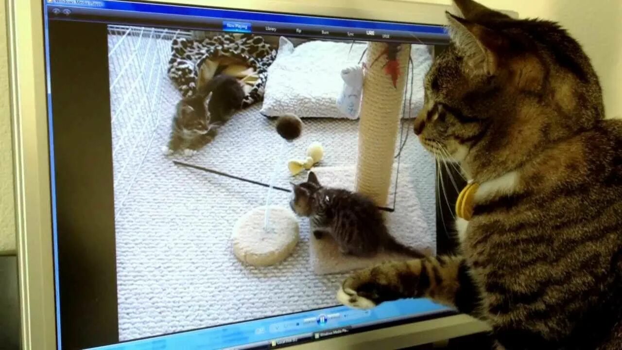 Подпись к фото где котенок кошмарит кота Priya the Cat Looks for the Kittens That Disappear When Computer Monitor Goes Bl