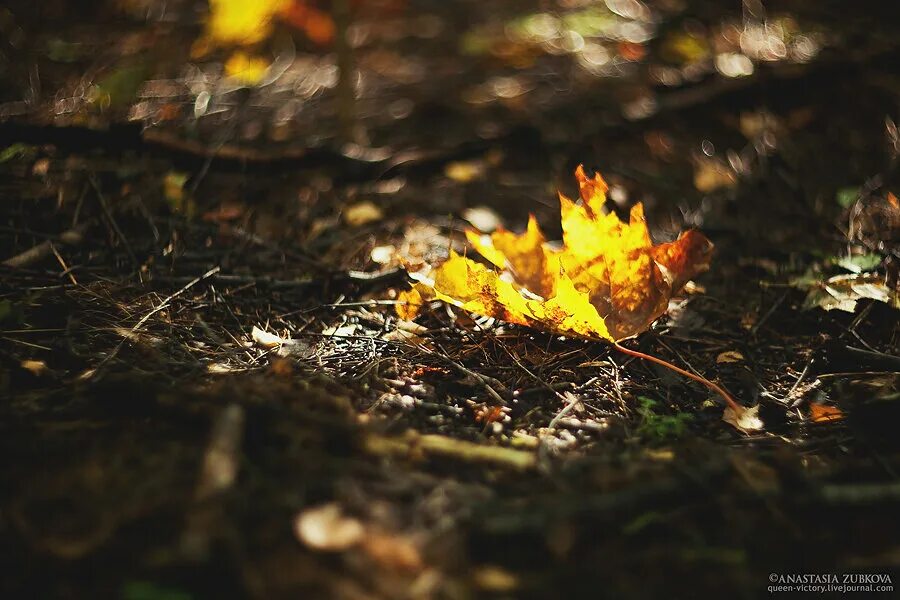 Подпись к фото осень Autumn forest: queen_victory - ЖЖ