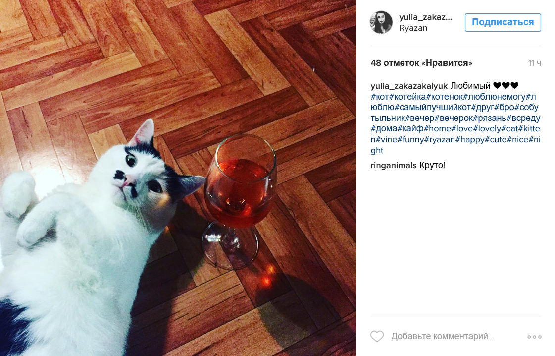 Подпись к фото с котом Instagram рязанцев: кот-сомелье, грибочки, сочное мясо