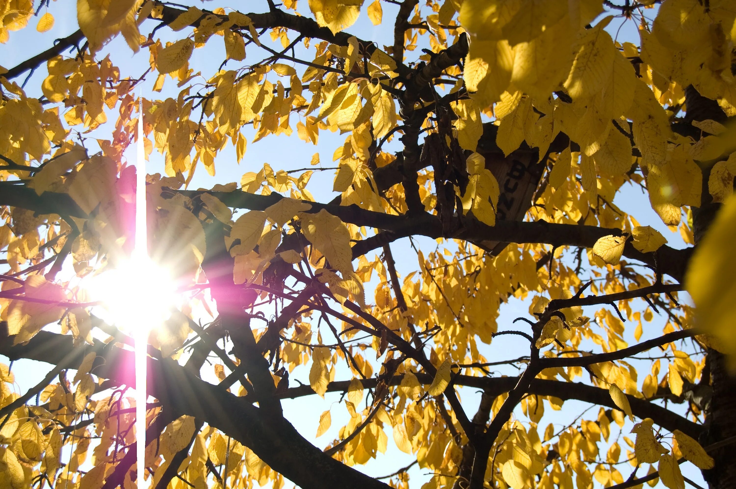 Подпись к фото сочи осень солнце Free Images : nature, branch, light, sunlight, leaf, flower, yellow, season, aut