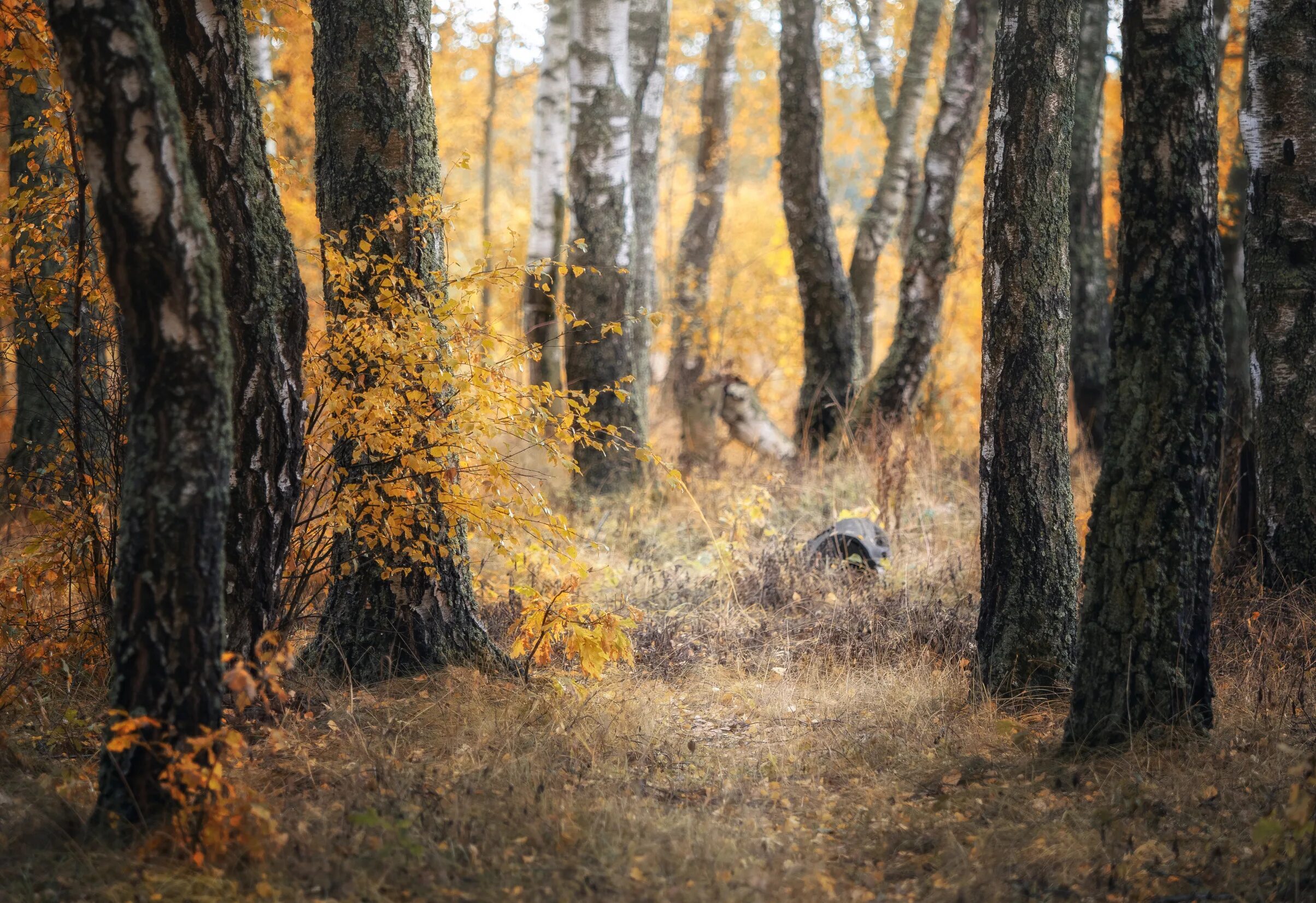 Подпись к фото в лесу осенью Краски осени. Фотограф Мозжухин Максим